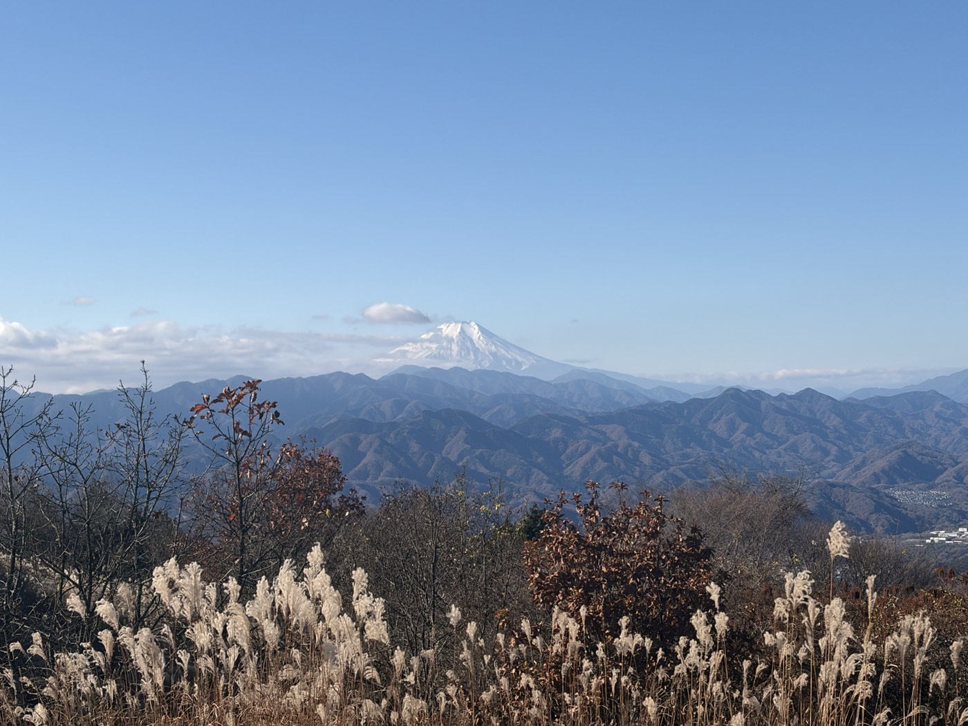 陣馬山山頂から見た富士山。2025年11月29日9時台、ススキの向こうに冠雪した姿が見えた