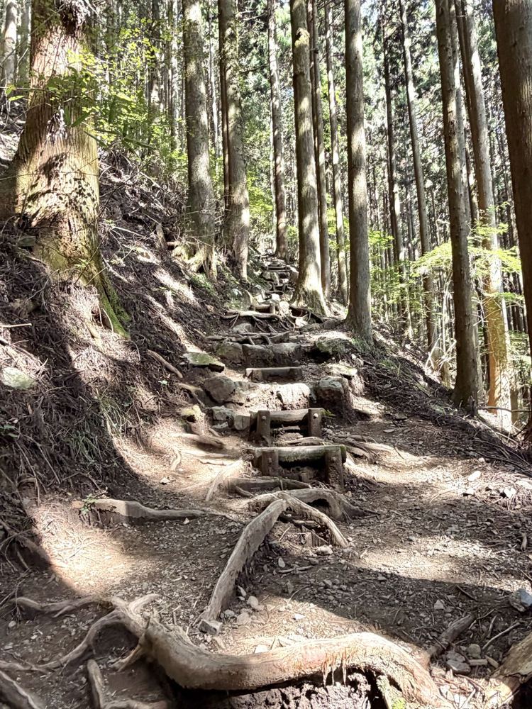 木の根が張り出した七代の滝への下り坂