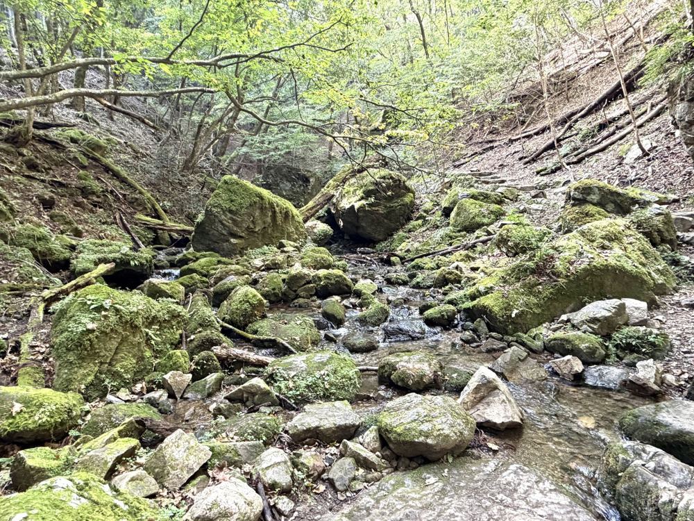 苔におおわれた岩の間の沢